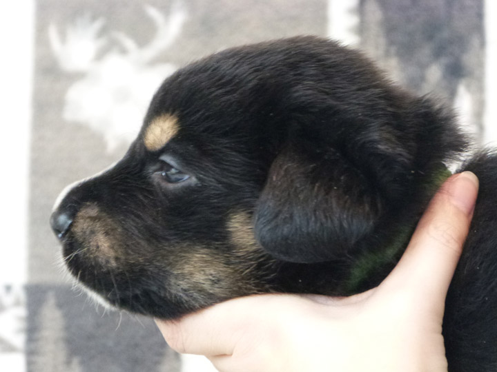 chinook puppy